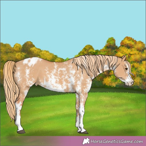 Horse Color:Red Dun Sabino Appaloosa 