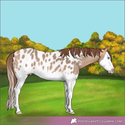 Horse Color:Bay Dun Mushroom Splash Appaloosa 