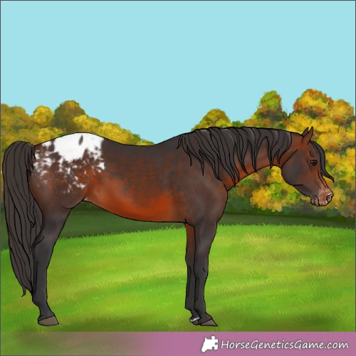 Horse Color:Brown Appaloosa 