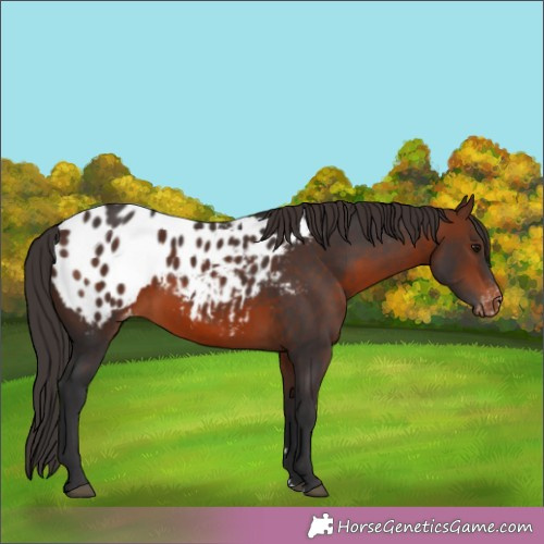Horse Color:Brown Appaloosa 