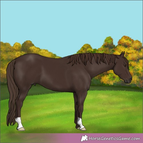Horse Color:Liver Chestnut 