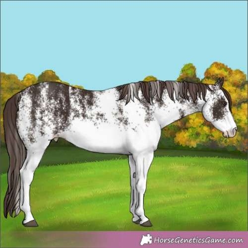 Horse Color:White Spotted Liver Chestnut 