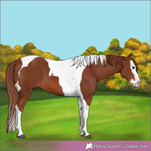 Horse Color:Chestnut Splash Tobiano 