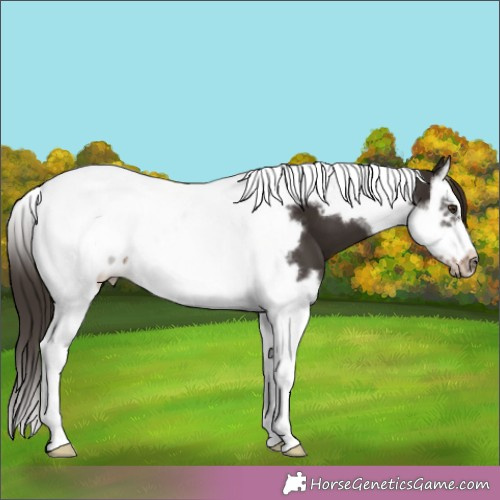 Horse Color:Liver Chestnut Splash Tobiano Frame 