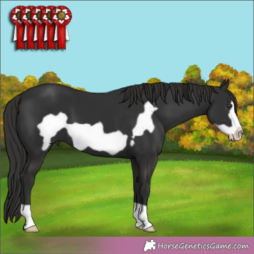 Horse Color: Liver Chestnut Frame 
