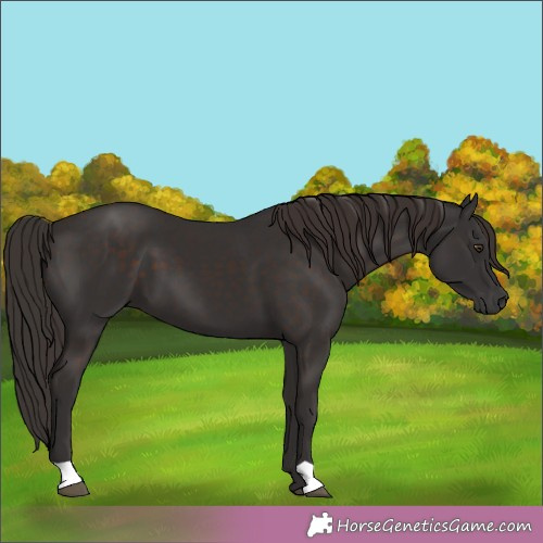 Horse Color:Liver Chestnut 