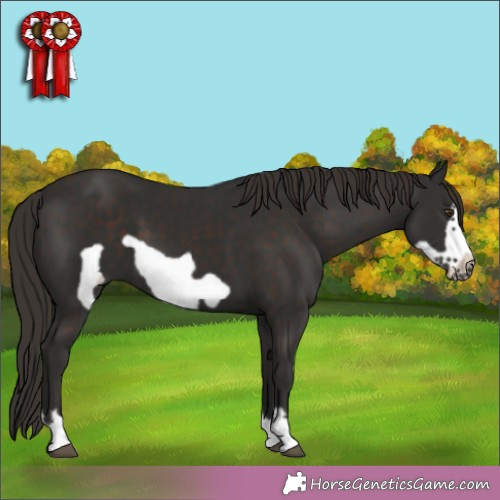 Horse Color:Liver Chestnut Frame 