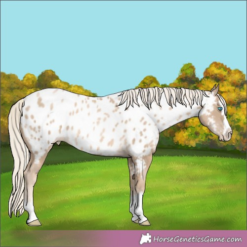 Horse Color:Chocolate Palomino Pearl Splash Appaloosa Rabicano 