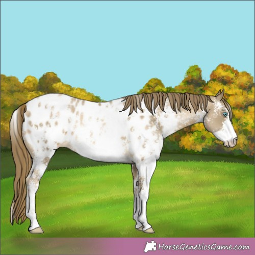 Horse Color:Buckskin Pearl Sabino Appaloosa 