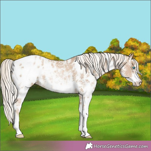 Horse Color:Chocolate Palomino Pearl Sabino Appaloosa Rabicano 