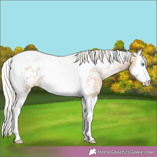 Horse Color:Palomino Pearl Sabino Splash Tobiano Appaloosa 