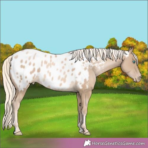 Horse Color:Chocolate Palomino Pearl Appaloosa Rabicano 