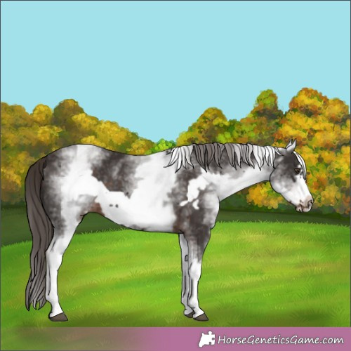 Horse Color:White Spotted Liver Chestnut Frame 