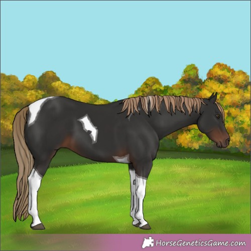 Horse Color: Liver Chestnut Tobiano 