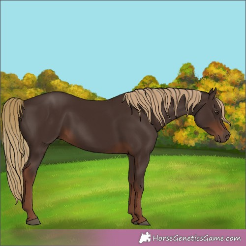 Horse Color: Liver Chestnut 