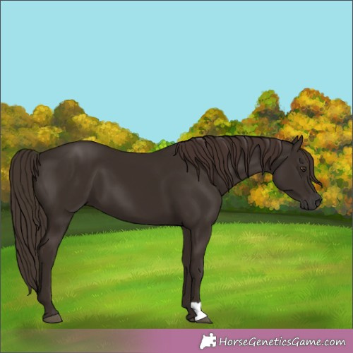 Horse Color:Liver Chestnut 