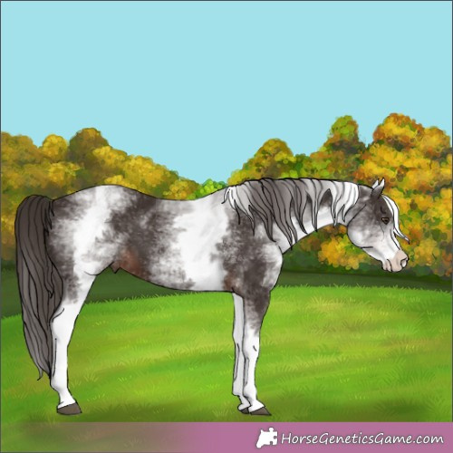 Horse Color:White Spotted Liver Chestnut 