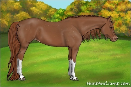 Horse Color:Chestnut Appaloosa
