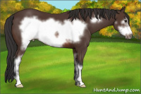 Horse Color:Brown Sabino Frame 