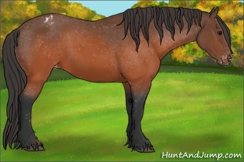 Horse Color:Brown Appaloosa 