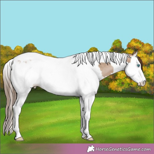 Horse Color:Brown Pearl Dun Splash Tobiano 