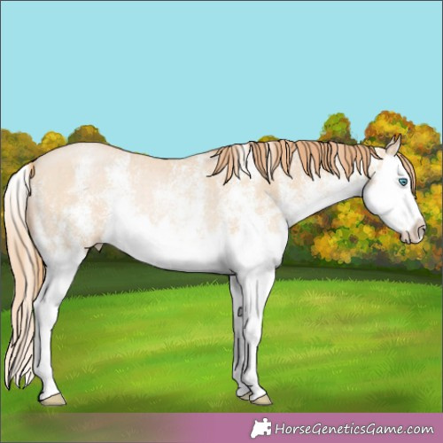 Horse Color:White Spotted Smoky Black Pearl Splash Rabicano 