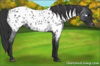 Horse Color:Blue Roan Near Leopard