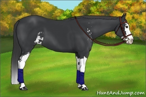 Horse Color:Black Sabino Splash