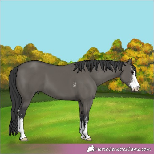 Horse Color:Grullo Sabino 