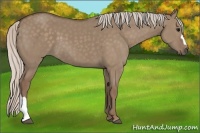 Horse Color:Silver Grullo