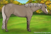 Horse Color:Silver Grullo 