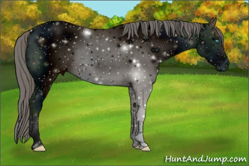 Horse Color:ERROR: UNKNOWN ANOMALY