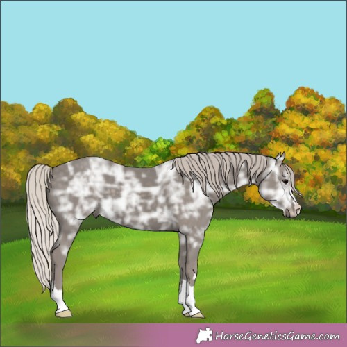 Horse Color:Silver Black Ice 