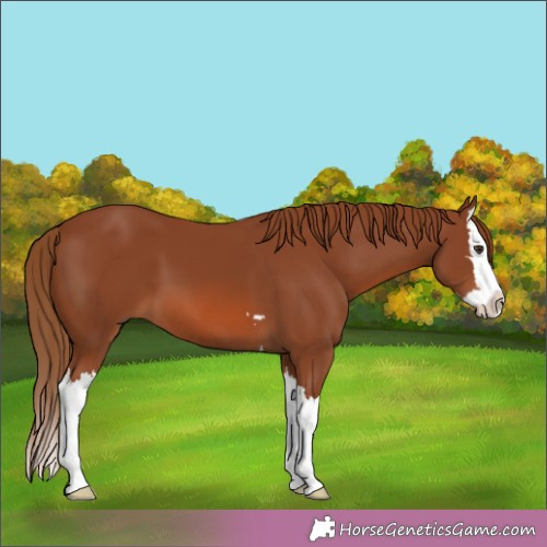 Horse Color:Chestnut Splash 