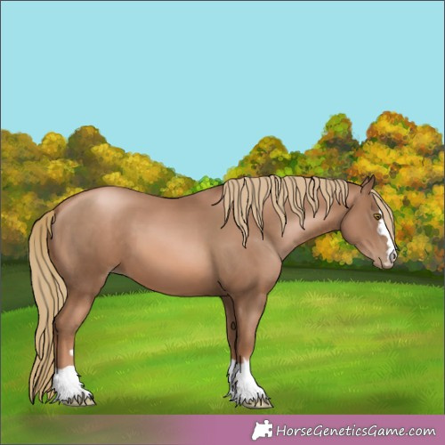 Horse Color: Liver Chestnut Pearl 