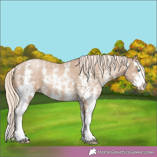 Horse Color:Chocolate Palomino Pearl Sabino Splash Appaloosa Rabicano 
