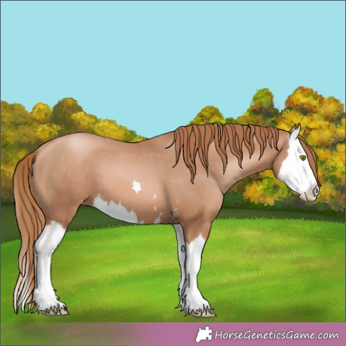 Horse Color:Chestnut Pearl Splash Appaloosa 