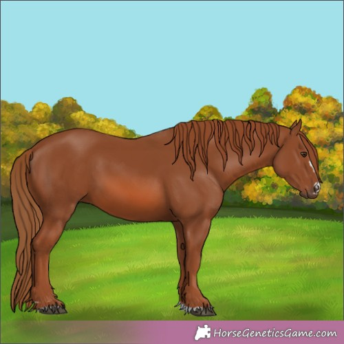 Horse Color:Chestnut 