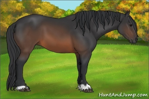 Horse Color:Brown 