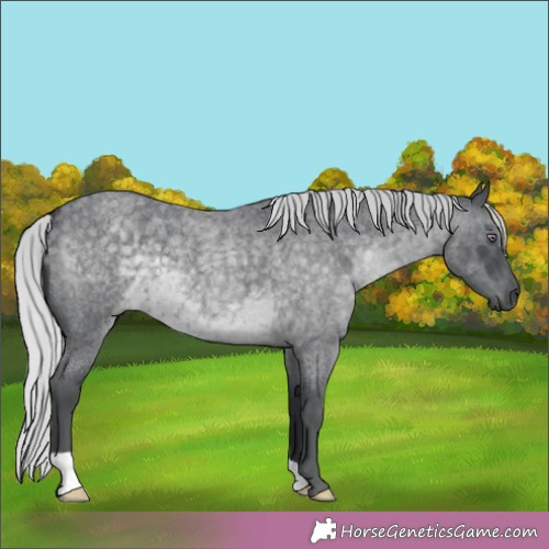 Horse Color:Silver Blue Chinchilla Roan 