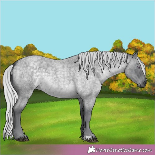 Horse Color:Silver Blue Chinchilla Roan 