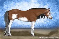 Horse Color:Gray Bay Splash Frame 