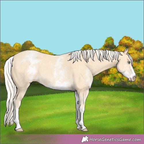 Horse Color:White Spotted Gold Cream Champagne 