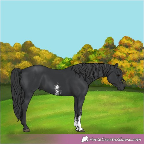 Horse Color:Black Sabino 