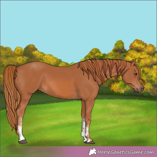 Horse Color:Chestnut Sabino 