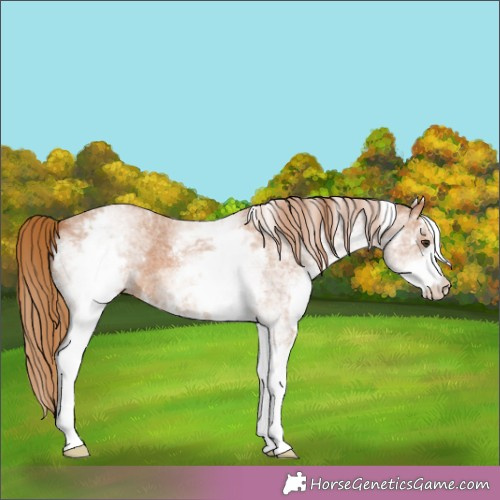 Horse Color:White Spotted Chestnut Sabino 