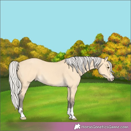 Horse Color:Silver Buckskin Dun 