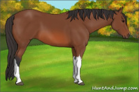 Horse Color:Bay 
