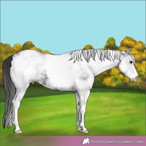Horse Color:White Spotted Black Ice