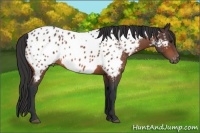 Horse Color:Bay Appaloosa